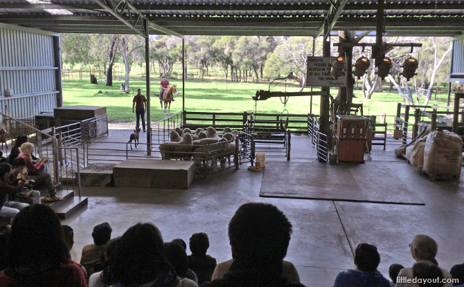 Caversham Wildlife Park's Farm Show