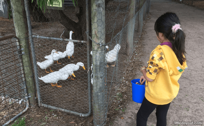 Animals at Sunflowers Animal Farm