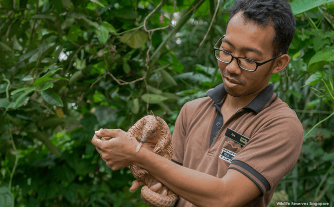 Serai the pangolin was born on 7 October 2016.