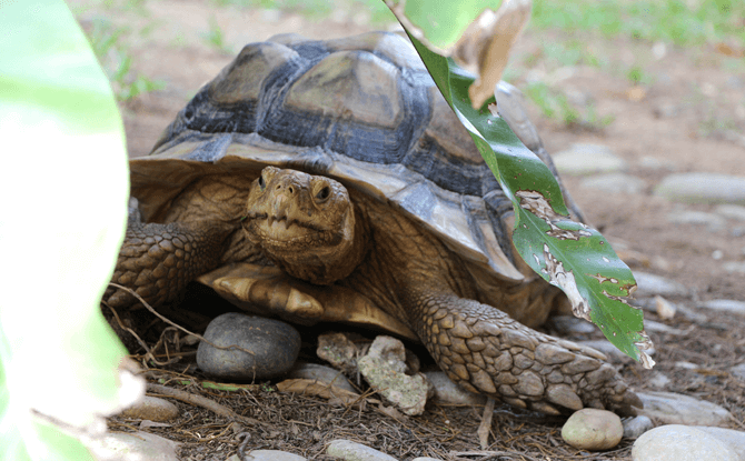 Live Turtle and Tortoise Museum