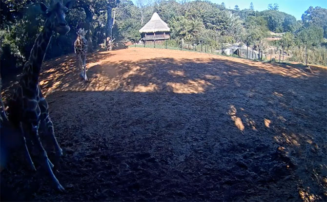 Perth Zoo Giraffe Cam