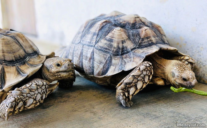 Tortoises at the Live Turtle and Tortoise Museum