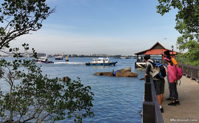 Mangrove habitat and Purple Climber Crabs near the jetty