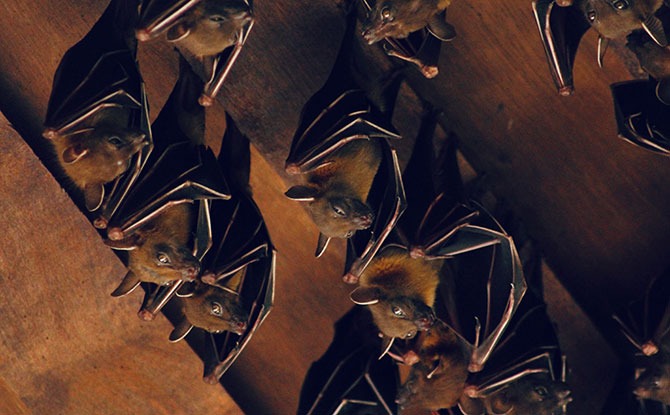 Fruit Bats