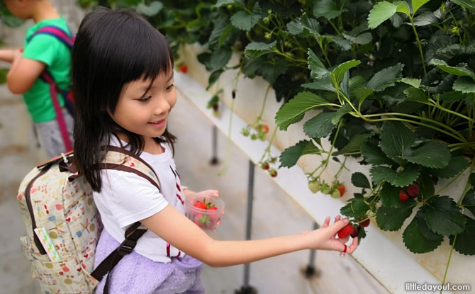 Strawberry Picking on the way to Everland