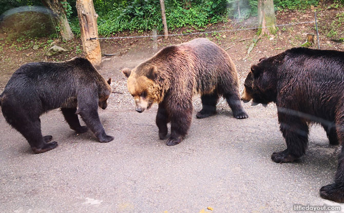 Zoo-Topia at Everland, Korea with Kids