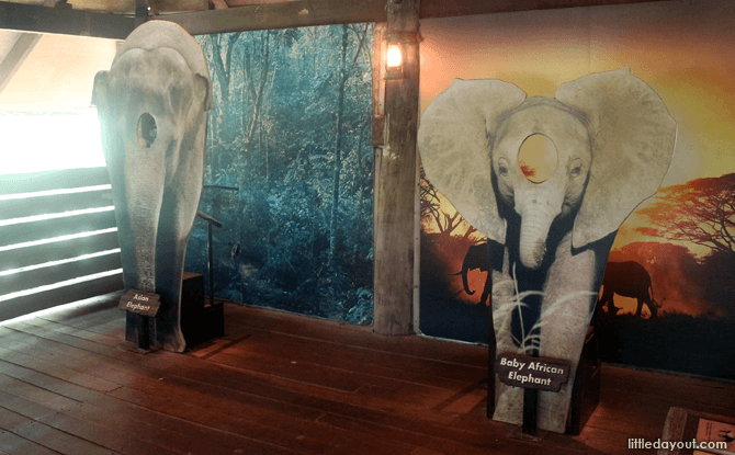 Elephants of Asia - Visiting the Singapore Zoo