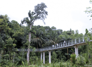 Singapore Botanic Gardens’ Learning Forest: Discover Wetlands, Walk With Giants Learning Forest