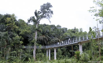 Singapore Botanic Gardens’ Learning Forest: Discover Wetlands, Walk With Giants Learning Forest
