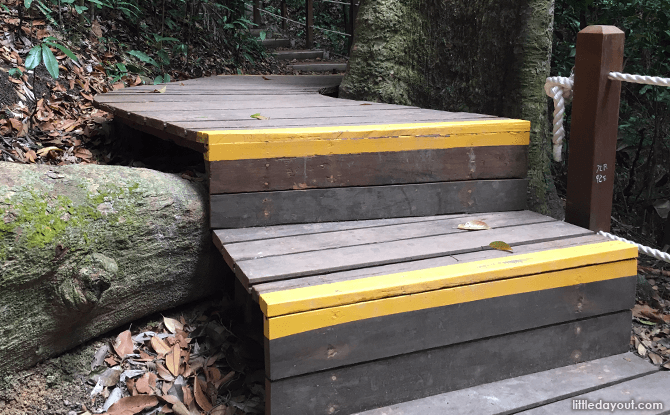 Boardwalks to Protect Tree Roots at Bukit Timah Nature Reserve