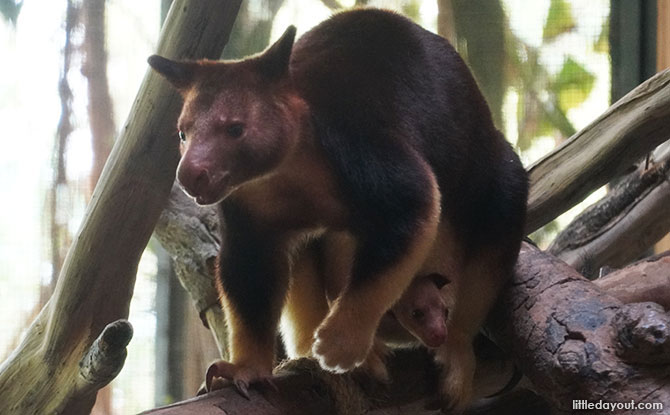 Singapore Zoo's Goodfellow’s Tree Kangaroo Baby