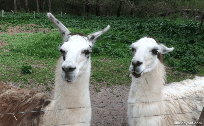 Llamas at Sunflower Animal Farm