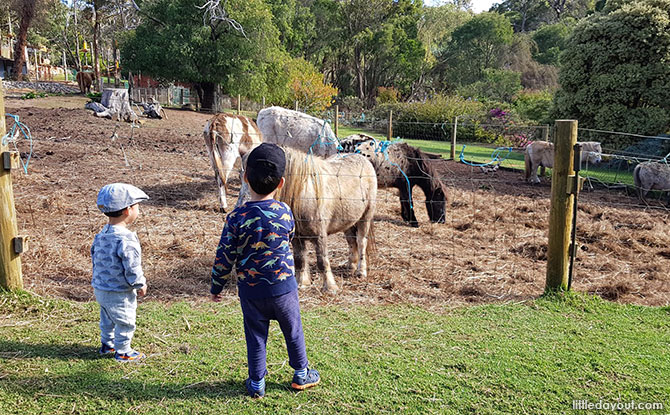 Enticing ponies at the Animal Farm.