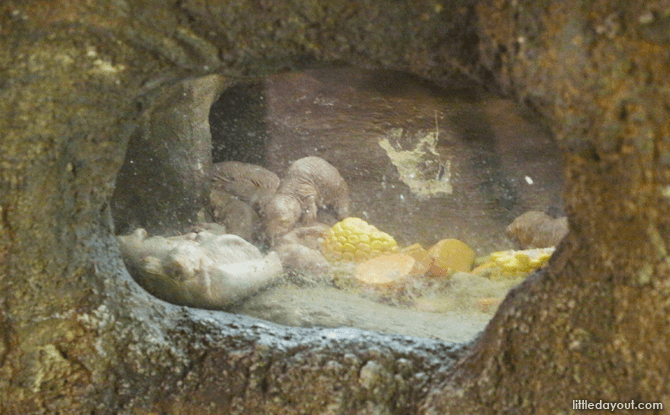 Visiting the Singapore Zoo - Mole-rats