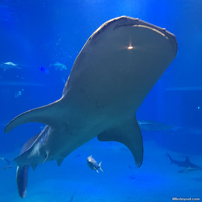 Whale Shark at Osaka Aquarium