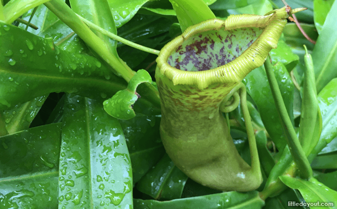 Pitcher Plant