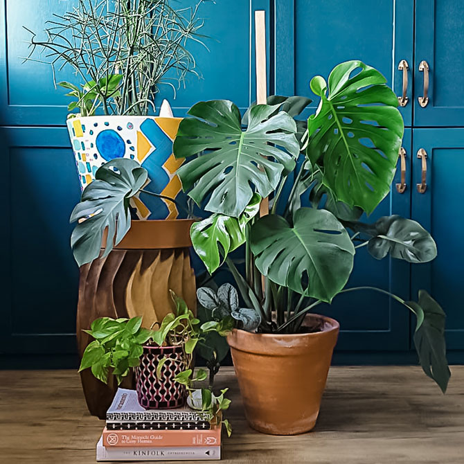 House plants for home