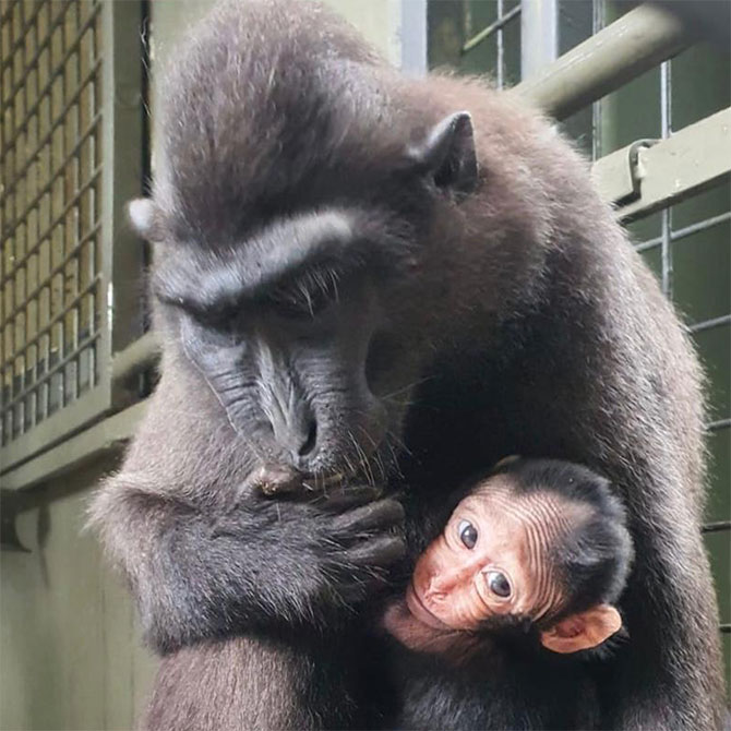 Joyo - Celebes Crested Macque at Singapore Zoo