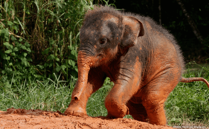 Neha the elephant