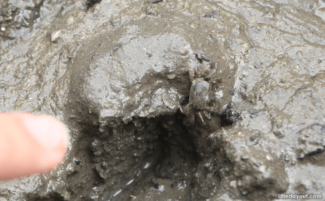 Can you spot the crab hiding in the mud?