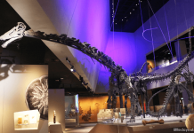 Lee Kong Chian Natural History Museum: A Window to the Natural World Dinosaurs, Lee Kong Chian Natural History Museum