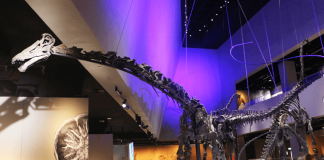 Dinosaurs, Lee Kong Chian Natural History Museum