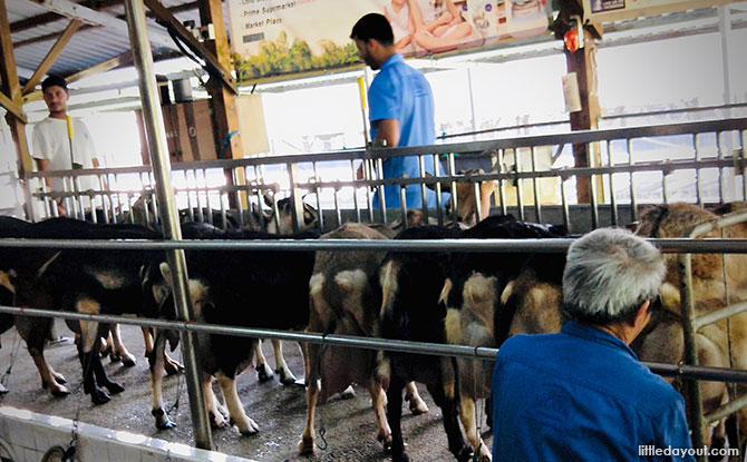 Goats at Hay Dairies