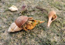 5 Facts You Never Knew About Changi Beach & How To Protect Its Intertidal Zone 5 Facts You Never Knew About Changi Beach & How To Protect Its Intertidal Zone