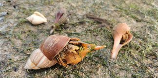 5 Facts You Never Knew About Changi Beach & How To Protect Its Intertidal Zone