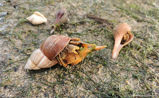 5 Facts You Never Knew About Changi Beach & How To Protect Its Intertidal Zone