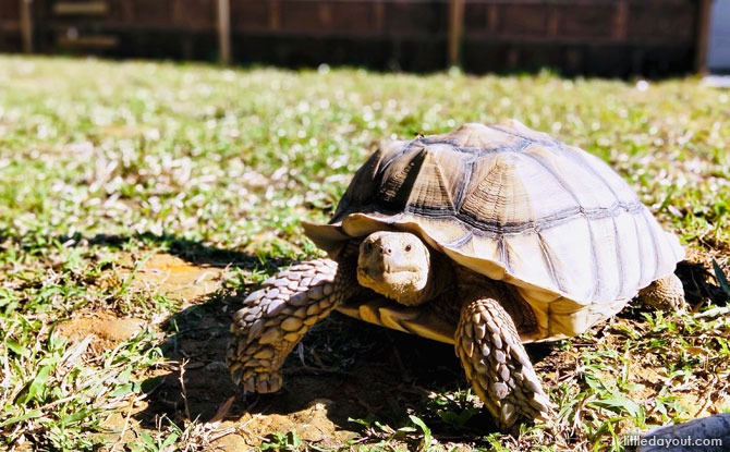 The Live Turtle And Tortoise Museum Has Reopened And You Can Feed Roaming Reptiles Once Again