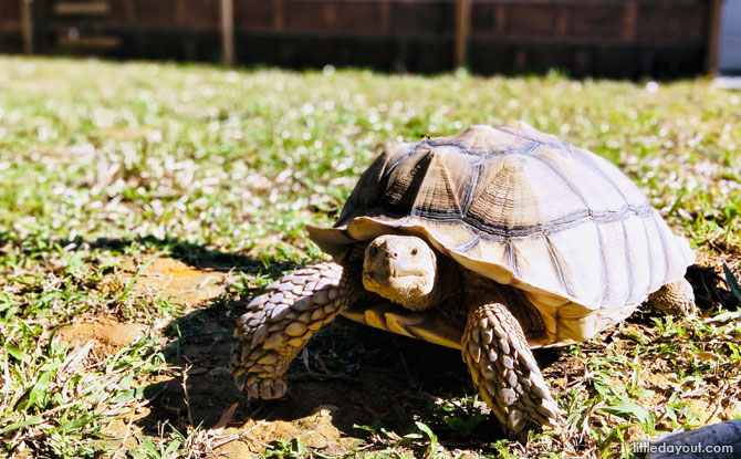 Free-Range Tortoises