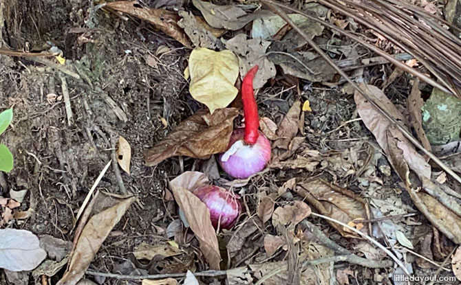 Rain-chasing Onions and Chilli