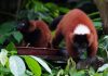 Singapore Zoo Welcomes Twin Red Ruffed Lemurs