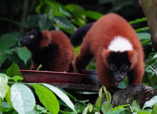 Singapore Zoo Welcomes Twin Red Ruffed Lemurs Singapore Zoo Welcomes Twin Red Ruffed Lemurs