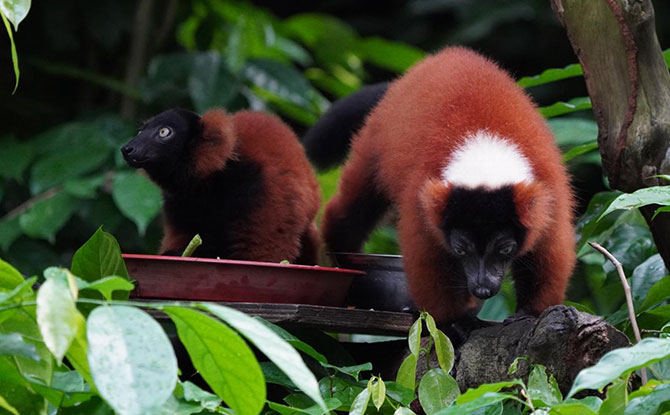 Singapore Zoo Welcomes Twin Red Ruffed Lemurs