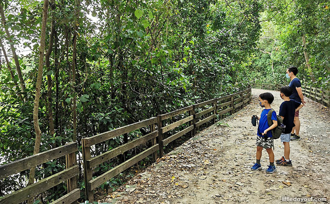 Resident & Visiting Wildlife at Sungei Buloh Wetland Reserve