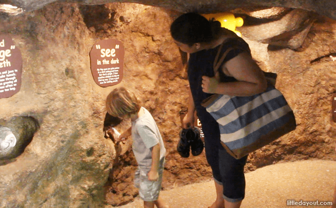 Learning about mole-rats at the Singapore Zoo