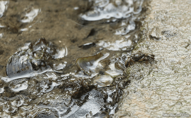 Crab at the Mudflats