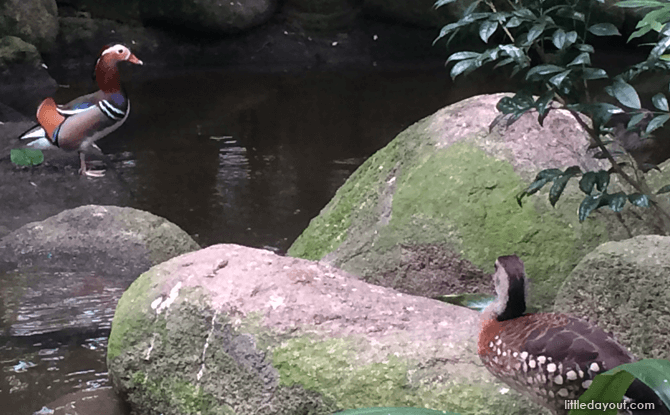 Birds of Asia - Favourite Spots at Jurong Bird Park