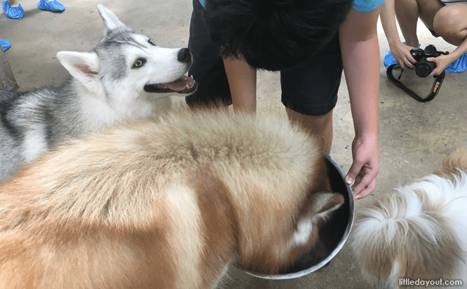 Feeding huskies ice from a bowl.