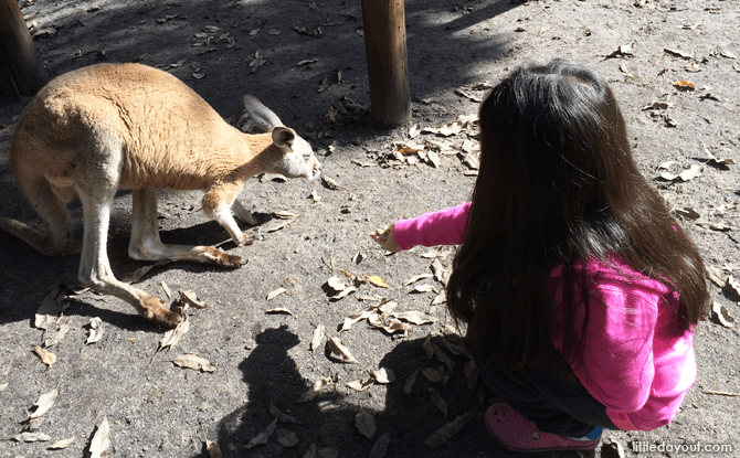 Feeding Kangaroos at Caversham Wildlife Park