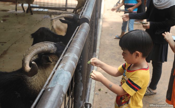 Feeding Goats on a Visit to the Singapore Zoo