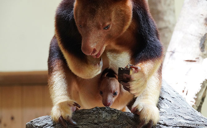 Meet Singapore Zoo's Tree Kangaroo