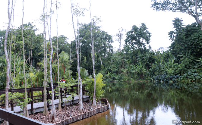 Pulai Marsh at Keppel Wetland