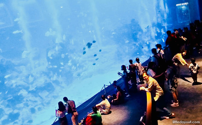 Open Ocean Habitat, SEA Aquarium, Singapore