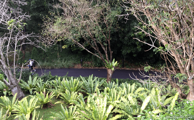 Slope at Singapore Botanic Gardens