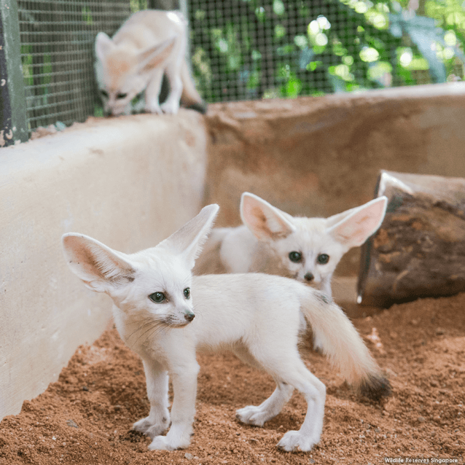 Fennec Foxes