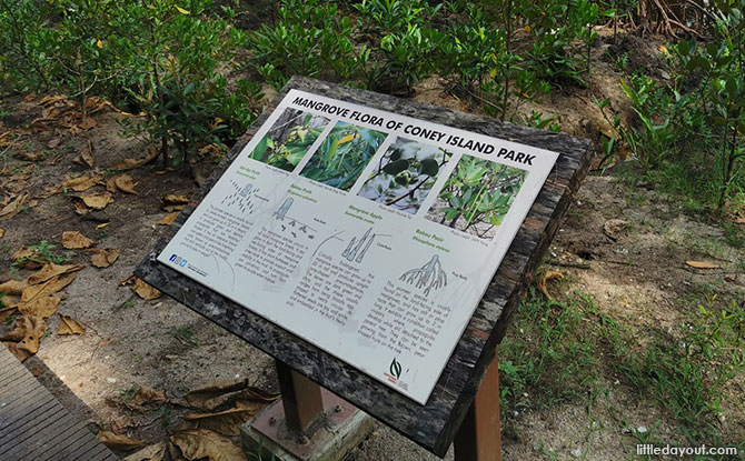 Coney Island Mangrove Boardwalk