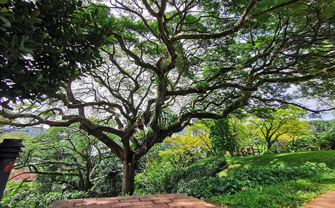 Raintrees at Fort Canning Hill